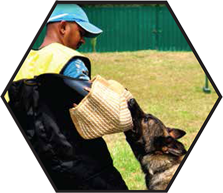 Team Member