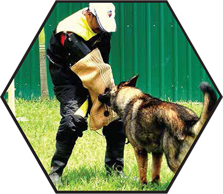Team Member